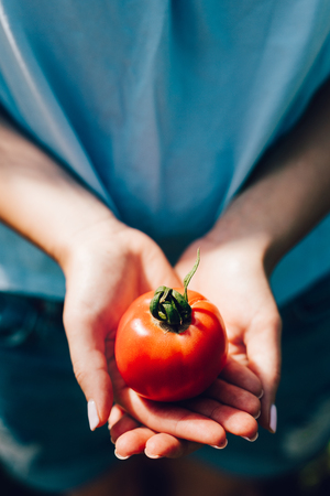 Young woman holding tomato in her hands. Harvest. Healthy food. Close-up.の写真素材