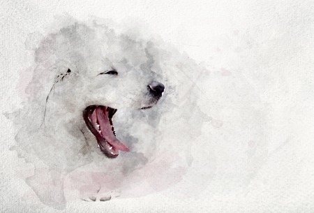 Watercolor image of white puppy dog yawning. Polish Tatra Sheepdog. Watercolor image.の写真素材
