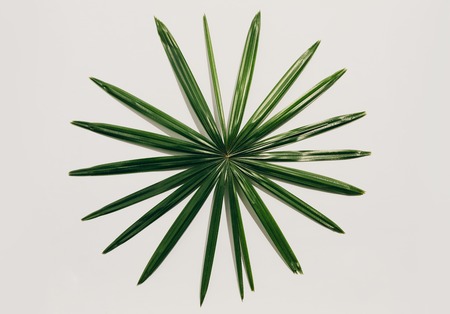 Circular tropical leaf on a light background. Original decorative plant.の写真素材