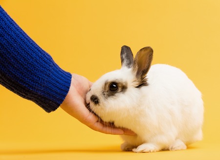 Hand petting white rabbit on yellow background. Domestic animal, furry pet.の写真素材