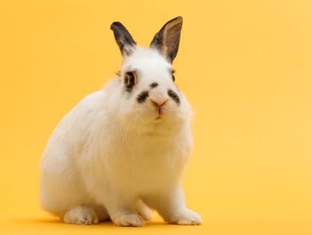 Rabbit sitting on yellow background. Domestic animal, happy pet. Symbol of spring and Easter. Copyspace.の写真素材