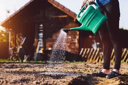 Woman watering garden. Cultivating organic vegetables and plants.の写真素材