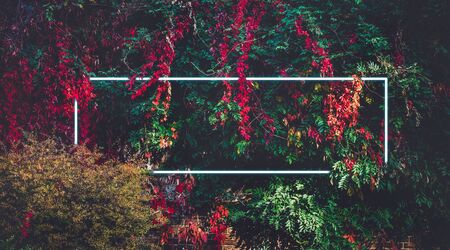 Neon light frame in colorful leaves and lush wall. Nature background, modern template. Fairy gardernの写真素材