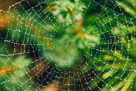 Spider web with raindrops in green plants in the garden. Sunny morningの写真素材