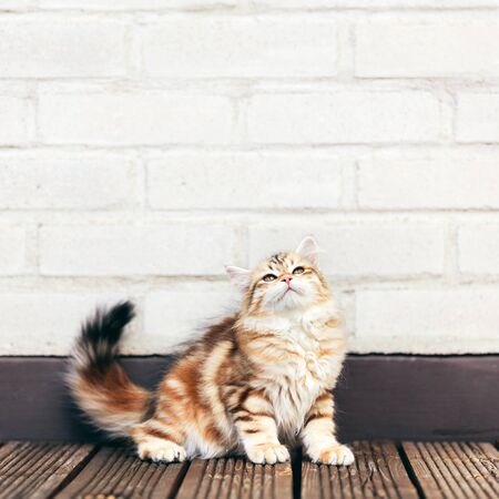 A kitten - Siberian cat sitting on wooden terrace, looking up. Purebred, red color typeの写真素材