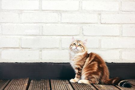 A kitten - Siberian cat sitting on wooden terrace, looking up. Purebred, red color typeの写真素材
