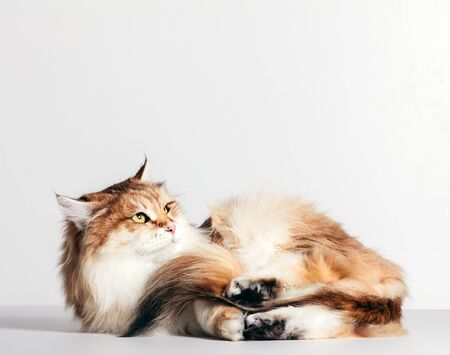 Siberian cat lying and looking up against white wall. Purebred, red color type, fluffy furの写真素材