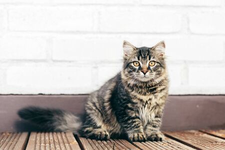 A kitten - Siberian cat sitting on wooden terrace, looking at the camera. Purebredの写真素材