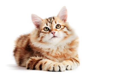 Siberian cat, a kitten lying and looking up. Isolated on white background. Purebred, red color typeの写真素材