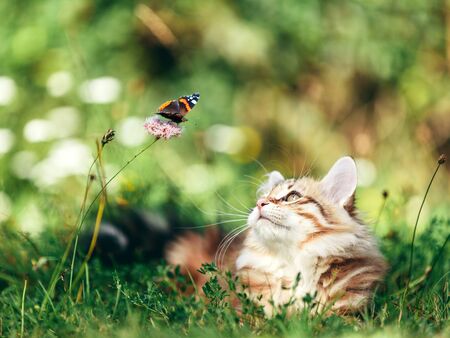 Cat hunting butterfly in grass. Siberian kitten. Purebred, red color typeの写真素材