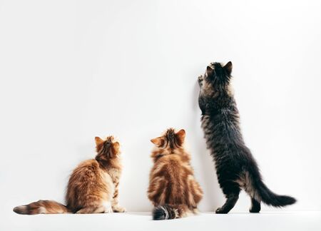 Three cats looking up the wall ready to scratch and hunt. Young kittens play time. Conceptual.の写真素材