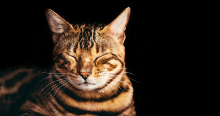Bengal cat portrait on black background. Smiling, eyes closed. Purebred
