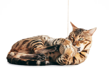 Bengal cat playing with cotton yarn. Isolated on white background. Purebred