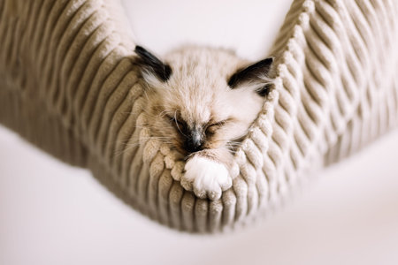 Ragdoll cat, small kitten sleep in hammock at homeの写真素材