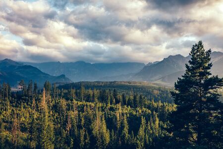 Forest under mountain peaks in clouds at sunset. Tatra Mountains, Poland. Unique perspectiveの写真素材