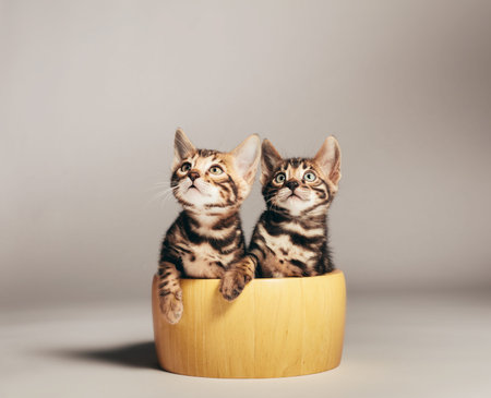 Two young Bengal cats portrait in a wooden bowl. Neutral backgroundの写真素材