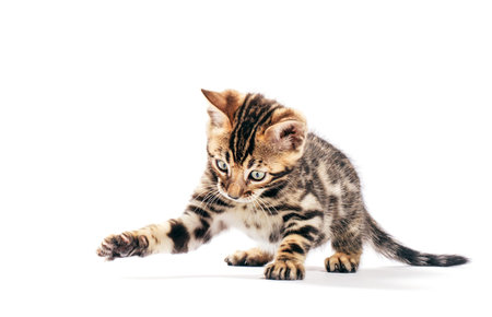Bengal cat hunting and catching with his paw, isolated on white background.