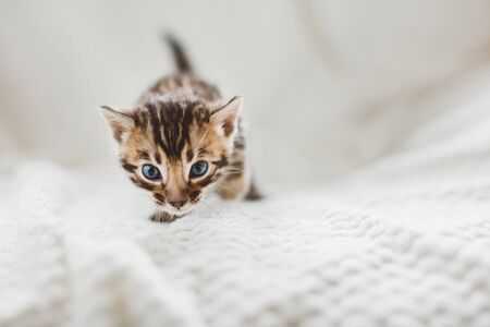 Young Bengal kitten walking on bed at home. Purebredの写真素材