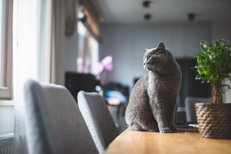 Proud cat sitting on the table at home. British shorthair breedの写真素材