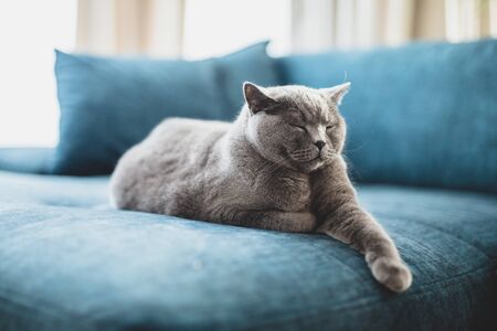 Happy British cat lying relaxed and sleepy on couch at home. British shorthair breedの写真素材