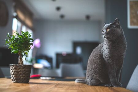 Proud cat sitting on the table at home. British shorthair breedの写真素材
