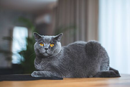 Proud cat lying on the table at home. British shorthair breedの写真素材
