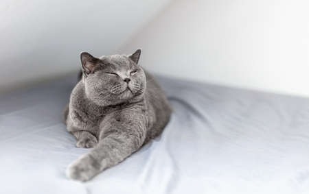 Happy British cat smiling with his eyes closed when lying on bed. British shorthair breedの写真素材