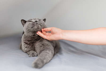 Stroke and pet a cat. Woman hand stroking British cat who is lying relaxed on bed.の写真素材