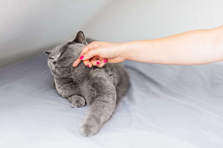 Stroke and pet a cat. Woman hand stroking British cat who is lying relaxed on bed.の写真素材