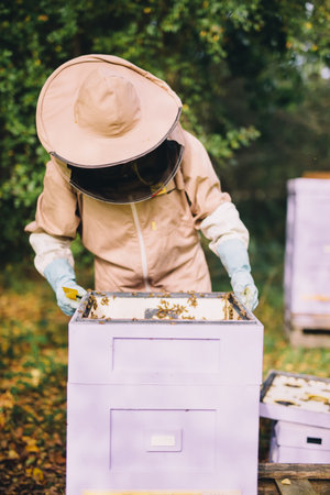 Beekeeper at work. Honey bees on honeycomb in hiveの写真素材