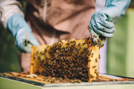 Beekeeper at work. Honey bees on honeycomb brood frameの写真素材