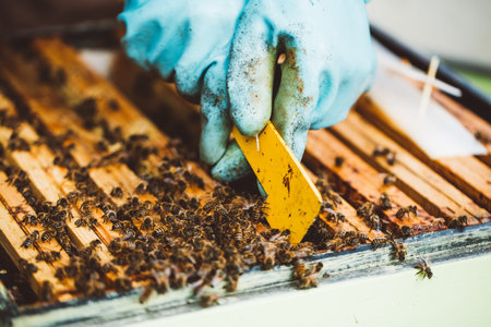 Beekeeper at work. Honey bees on honeycomb in hive