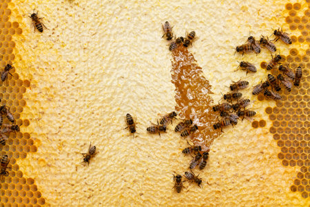 Honey bees on honeycomb work together in hive