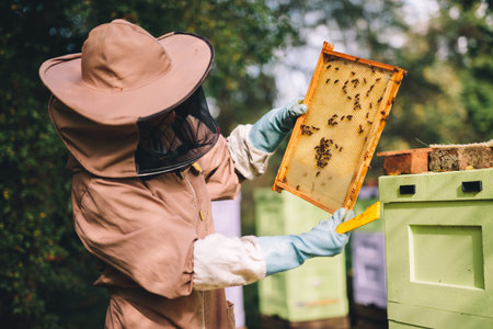 Beekeeper looking at honeycomb brood frame with honey bees on it