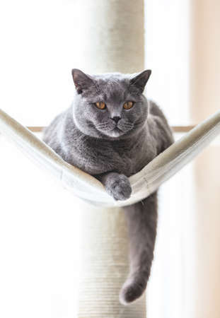 British cat on hammock on cat tree scratching post. British shorthair breedの写真素材