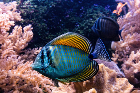 Underwater ocean - fish and coral reef. Tropical scenery