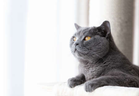 British cat lying cat tree scratching post. British shorthair breedの写真素材