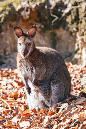 Red necked wallaby full body portraitの写真素材