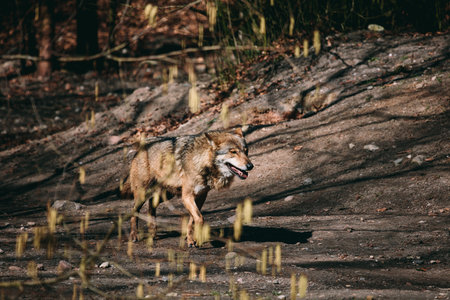 Wolf walking in the forest, full body