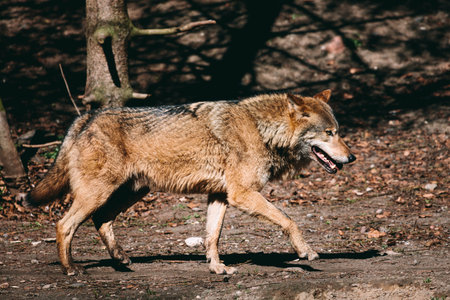 Wolf walking in the forest, full body