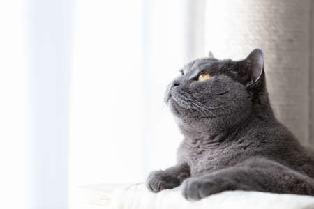 British cat lying cat tree scratching post. British shorthair breedの写真素材