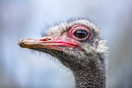 Ostrich head close-up portrait. Wildlife
