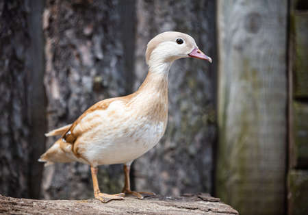 Mandarin duck portrait against wooden wallの写真素材