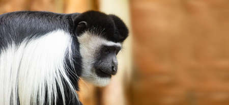 Gibbon monkey portrait on orange backgroundの写真素材