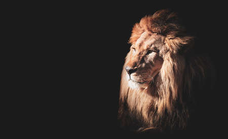 Lion face portrait on black background. Side viewの写真素材
