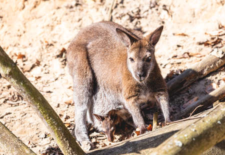 Red necked wallaby with joey in a pouch full body portraitの写真素材
