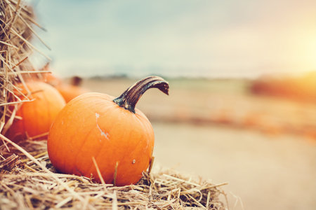 Halloween pumpkin on hay. Halloween and Thanksgiving themeの写真素材