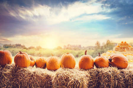 Halloween pumpkins on hay. Halloween and Thanksgiving themeの写真素材