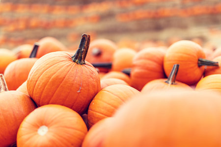 Halloween pumpkins background. Halloween and Thanksgiving theme