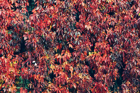 Autumn red ivy natural wall backgroundの写真素材